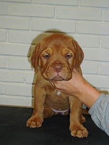 Krondal's Zoya 6 weeks